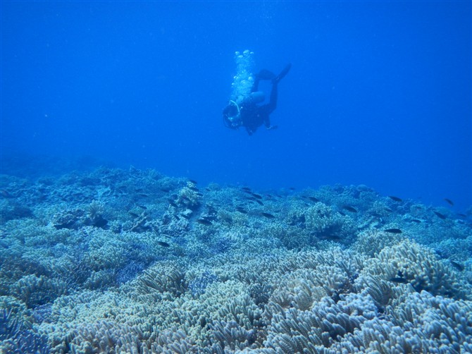 西沙软珊瑚